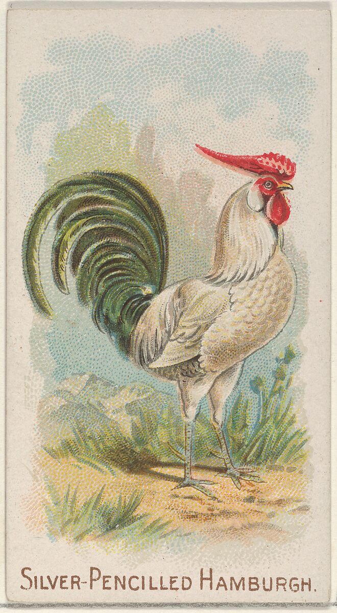 Silver-Pencilled Hamburgh, from the Prize and Game Chickens series (N20) for Allen & Ginter Cigarettes, Allen &amp; Ginter (American, Richmond, Virginia), Commercial color lithograph 