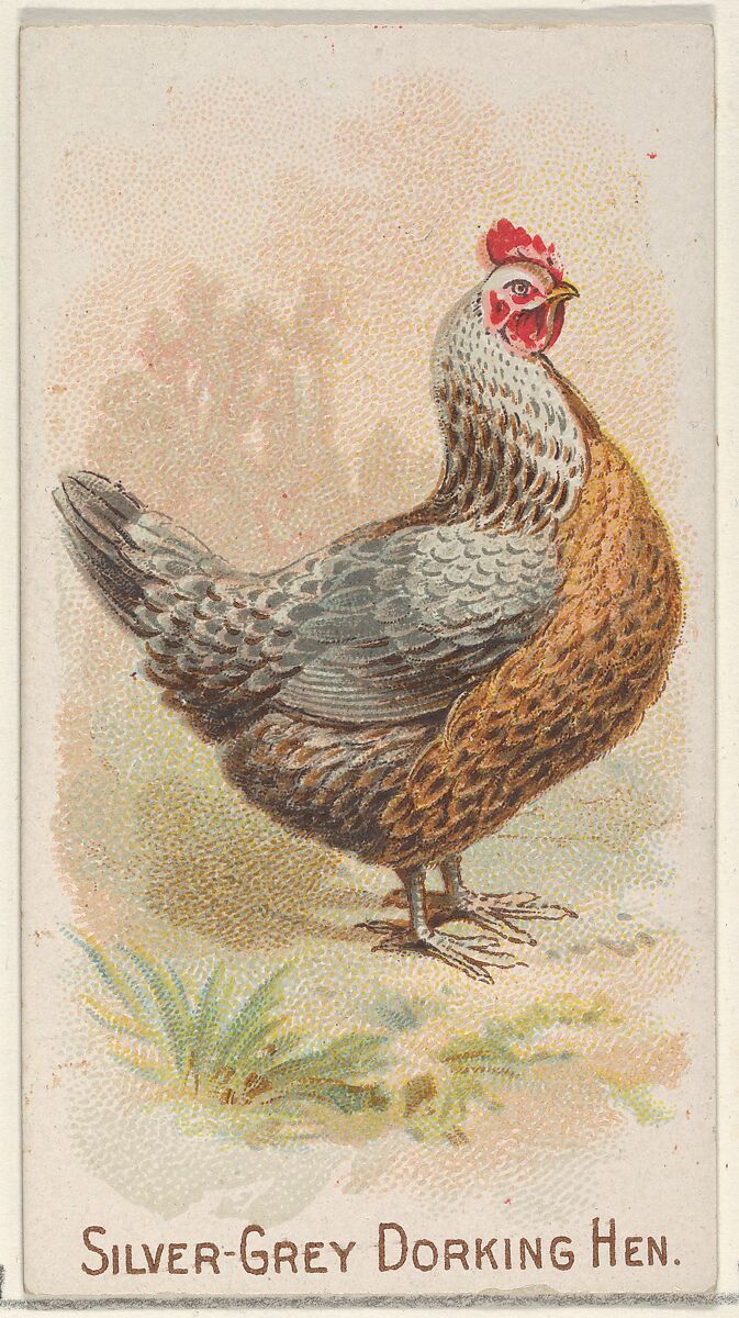 Silver-Grey Dorking Hen, from the Prize and Game Chickens series (N20) for Allen & Ginter Cigarettes, Allen &amp; Ginter (American, Richmond, Virginia), Commercial color lithograph 