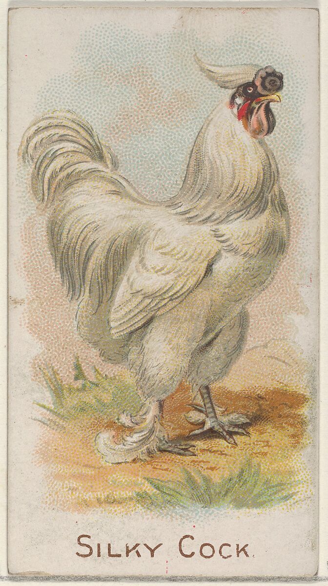 Silky Cock, from the Prize and Game Chickens series (N20) for Allen & Ginter Cigarettes, Allen &amp; Ginter (American, Richmond, Virginia), Commercial color lithograph 