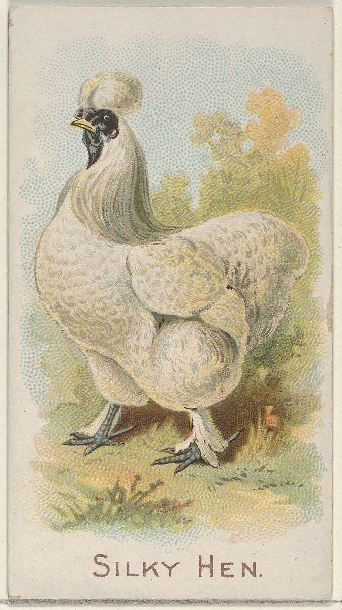 Silky Hen, from the Prize and Game Chickens series (N20) for Allen & Ginter Cigarettes, Allen &amp; Ginter (American, Richmond, Virginia), Commercial color lithograph 