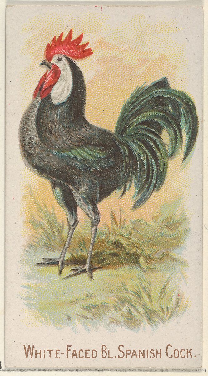 White-Faced Black Spanish Cock, from the Prize and Game Chickens series (N20) for Allen & Ginter Cigarettes, Allen &amp; Ginter (American, Richmond, Virginia), Commercial color lithograph 