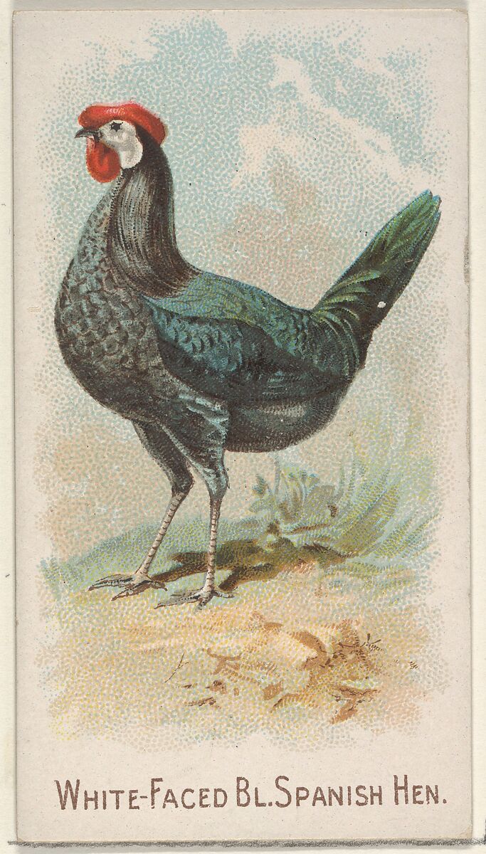 White-Faced Black Spanish Hen, from the Prize and Game Chickens series (N20) for Allen & Ginter Cigarettes, Allen &amp; Ginter (American, Richmond, Virginia), Commercial color lithograph 