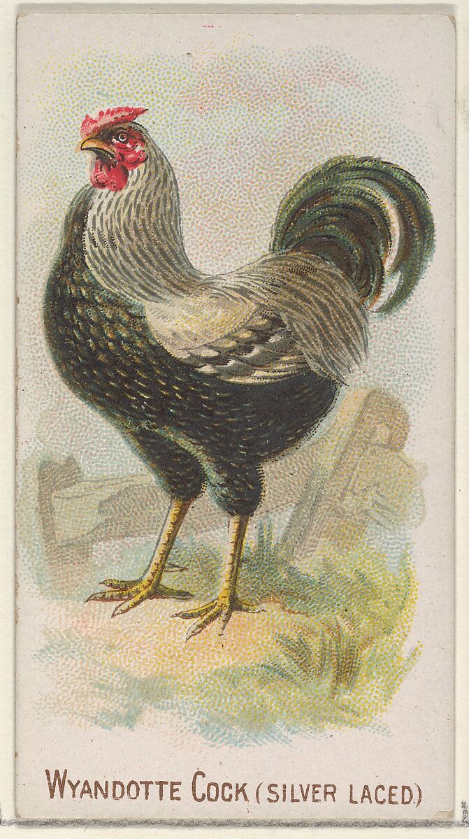 Wyandotte Cock (Silver Laced), from the Prize and Game Chickens series (N20) for Allen & Ginter Cigarettes, Allen &amp; Ginter (American, Richmond, Virginia), Commercial color lithograph 