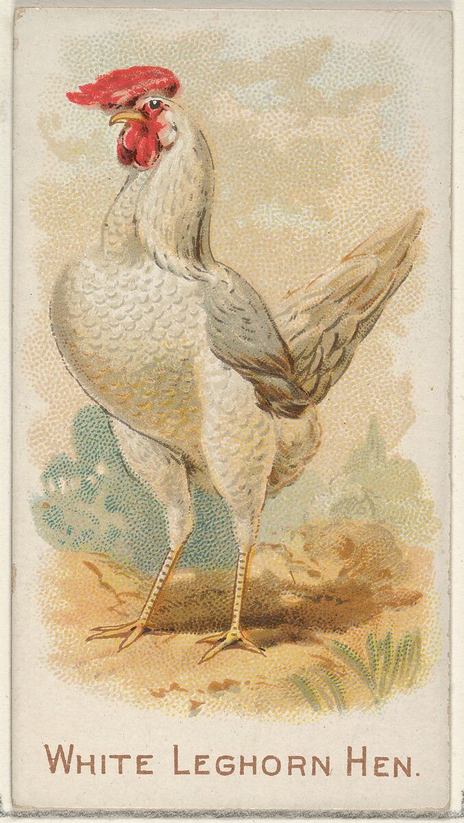 White Leghorn Hen, from the Prize and Game Chickens series (N20) for Allen & Ginter Cigarettes, Allen &amp; Ginter (American, Richmond, Virginia), Commercial color lithograph 