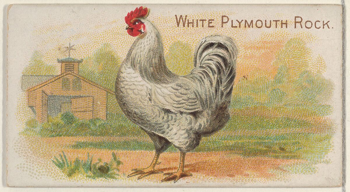 White Plymouth Rock, from the Prize and Game Chickens series (N20) for Allen & Ginter Cigarettes, Allen &amp; Ginter (American, Richmond, Virginia), Commercial color lithograph 