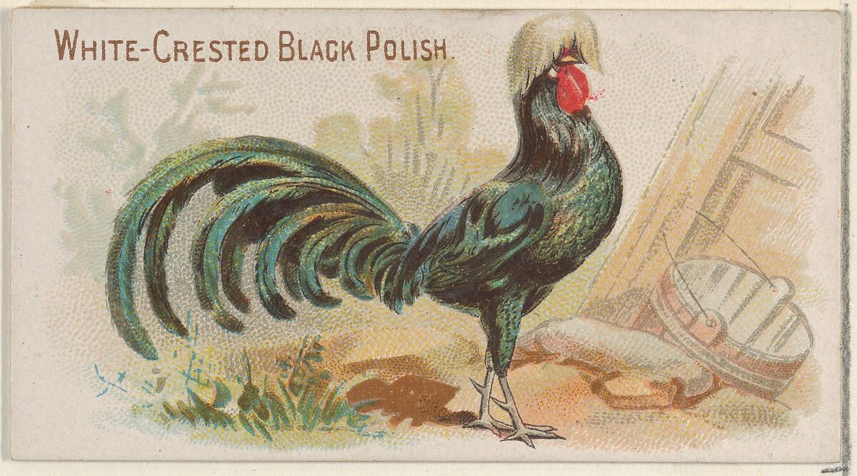 White-Crested Black Polish, from the Prize and Game Chickens series (N20) for Allen & Ginter Cigarettes, Allen &amp; Ginter (American, Richmond, Virginia), Commercial color lithograph 