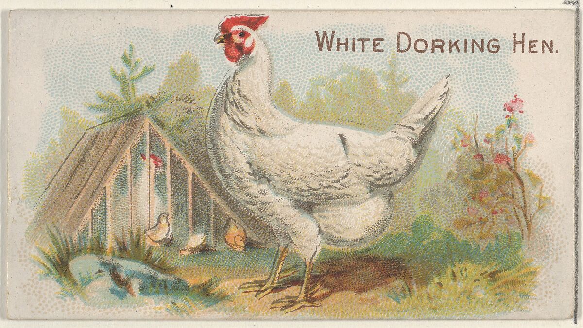 White Dorking Hen, from the Prize and Game Chickens series (N20) for Allen & Ginter Cigarettes, Allen &amp; Ginter (American, Richmond, Virginia), Commercial color lithograph 