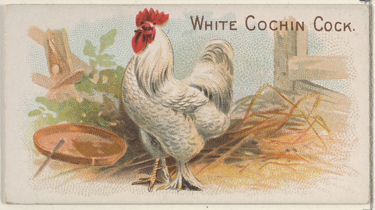 White Cochin Cock, from the Prize and Game Chickens series (N20) for Allen & Ginter Cigarettes, Allen &amp; Ginter (American, Richmond, Virginia), Commercial color lithograph 