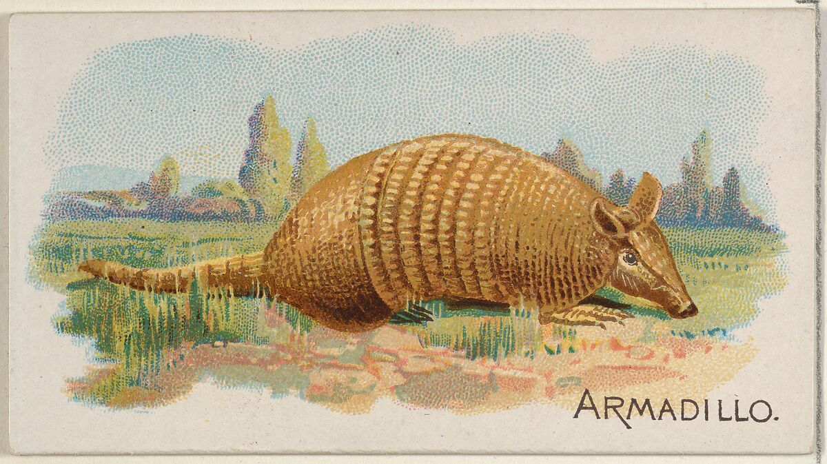 Armadillo, from the Quadrupeds series (N21) for Allen & Ginter Cigarettes, Allen &amp; Ginter (American, Richmond, Virginia), Commercial color lithograph 