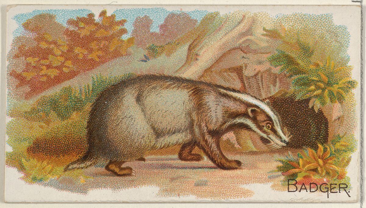 Badger, from the Quadrupeds series (N21) for Allen & Ginter Cigarettes, Allen &amp; Ginter (American, Richmond, Virginia), Commercial color lithograph 