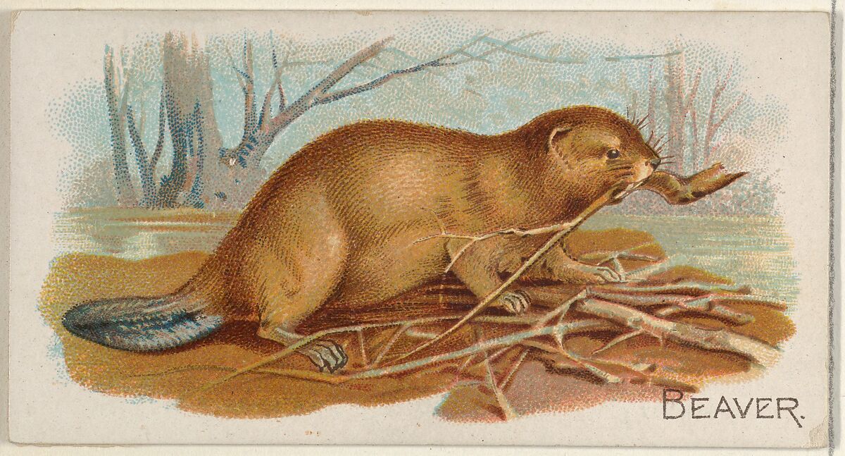 Beaver, from the Quadrupeds series (N21) for Allen & Ginter Cigarettes, Allen &amp; Ginter (American, Richmond, Virginia), Commercial color lithograph 