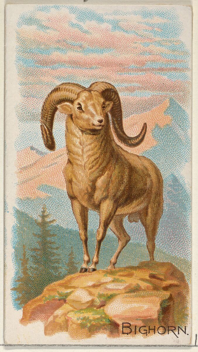 Bighorn, from the Quadrupeds series (N21) for Allen & Ginter Cigarettes, Allen &amp; Ginter (American, Richmond, Virginia), Commercial color lithograph 