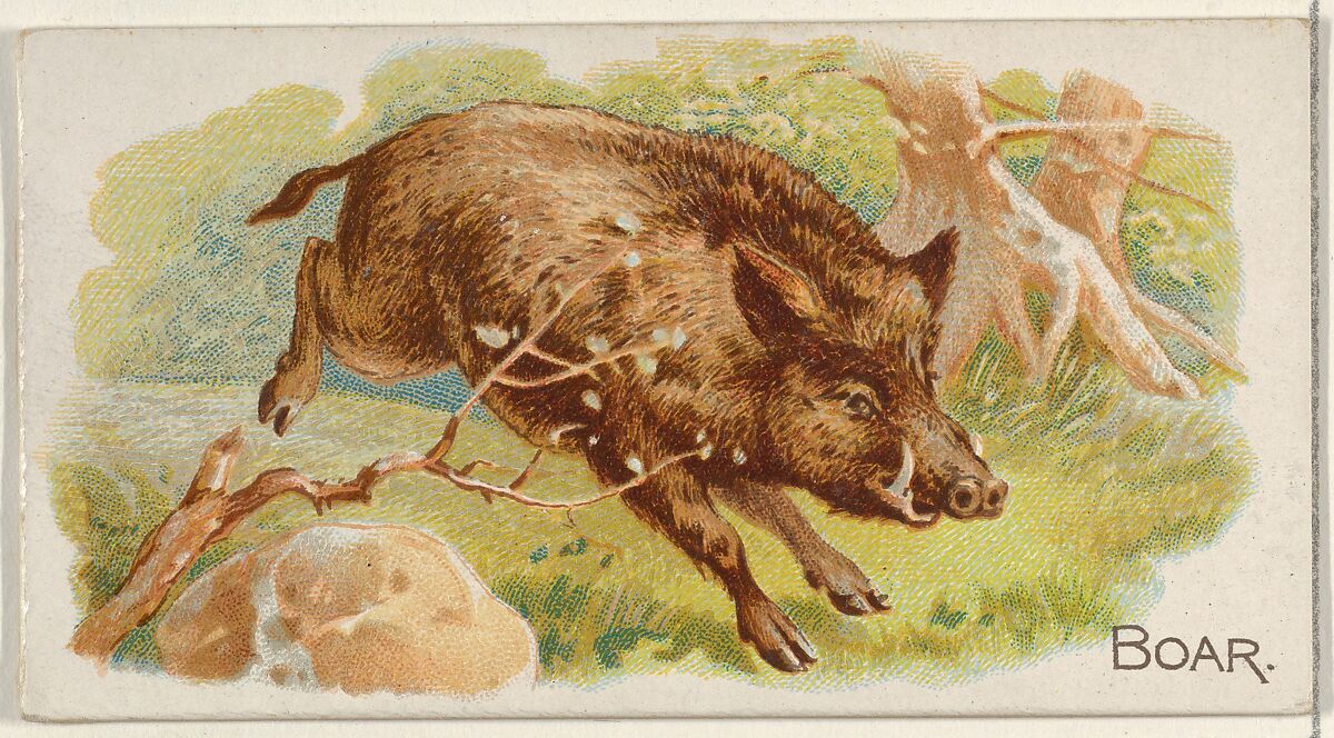 Boar, from the Quadrupeds series (N21) for Allen & Ginter Cigarettes, Allen &amp; Ginter (American, Richmond, Virginia), Commercial color lithograph 