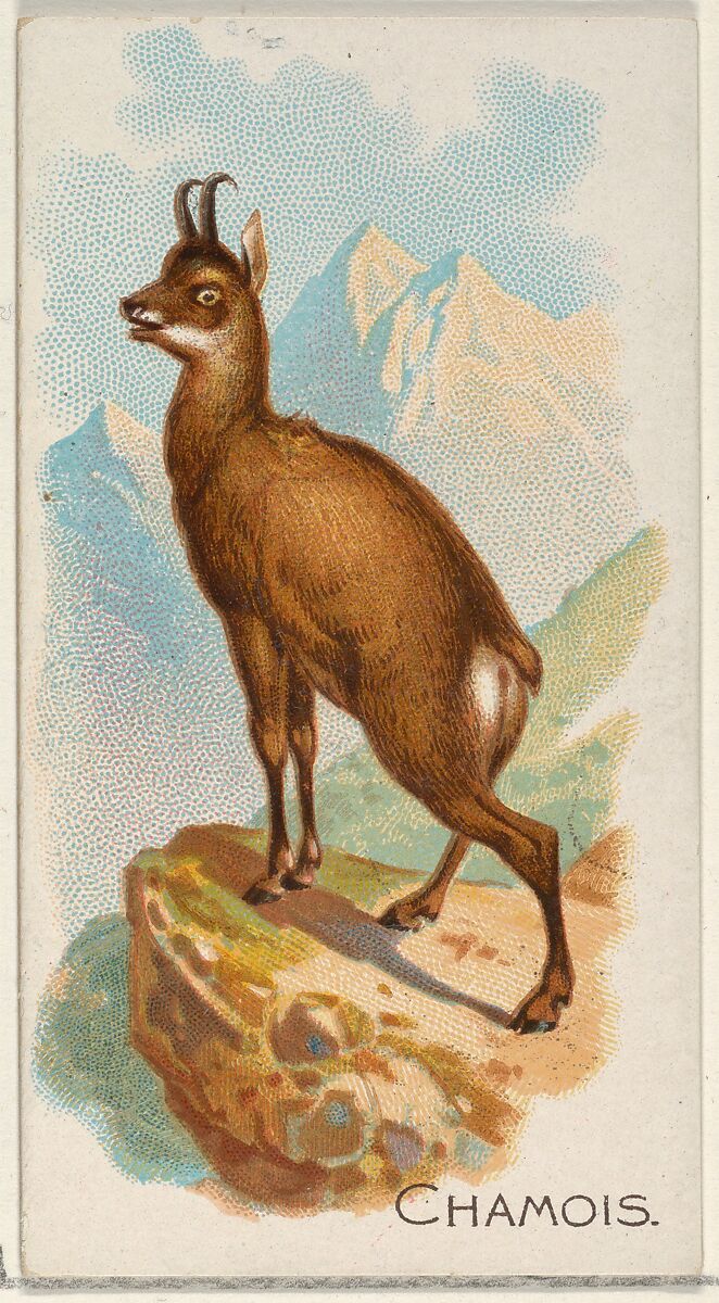 Chamois, from the Quadrupeds series (N21) for Allen & Ginter Cigarettes, Allen &amp; Ginter (American, Richmond, Virginia), Commercial color lithograph 
