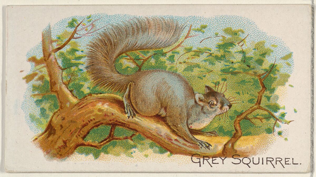 Grey Squirrel, from the Quadrupeds series (N21) for Allen & Ginter Cigarettes, Allen &amp; Ginter (American, Richmond, Virginia), Commercial color lithograph 