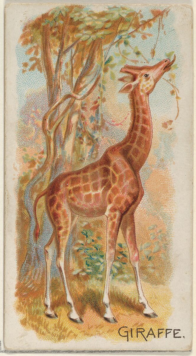 Giraffe, from the Quadrupeds series (N21) for Allen & Ginter Cigarettes, Allen &amp; Ginter (American, Richmond, Virginia), Commercial color lithograph 