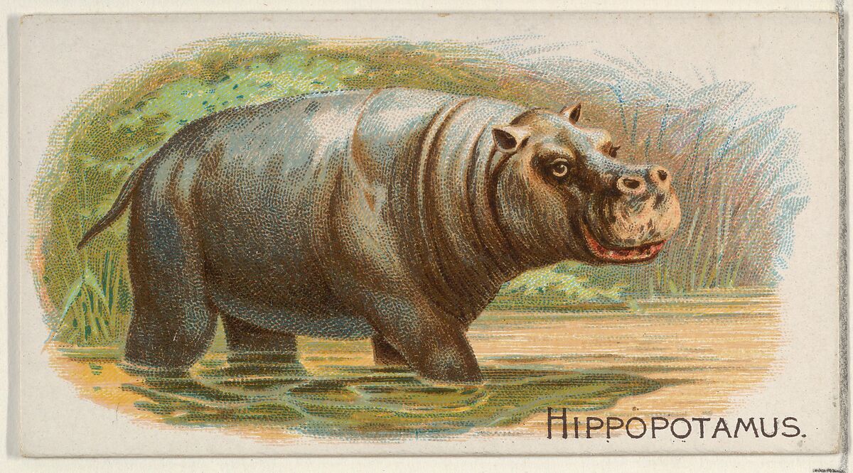 Hippopotamus, from the Quadrupeds series (N21) for Allen & Ginter Cigarettes, Allen &amp; Ginter (American, Richmond, Virginia), Commercial color lithograph 