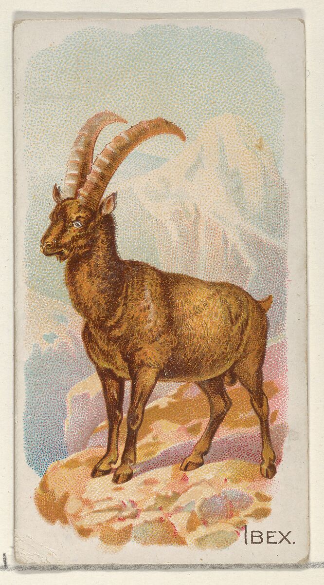 Ibex, from the Quadrupeds series (N21) for Allen & Ginter Cigarettes, Allen &amp; Ginter (American, Richmond, Virginia), Commercial color lithograph 
