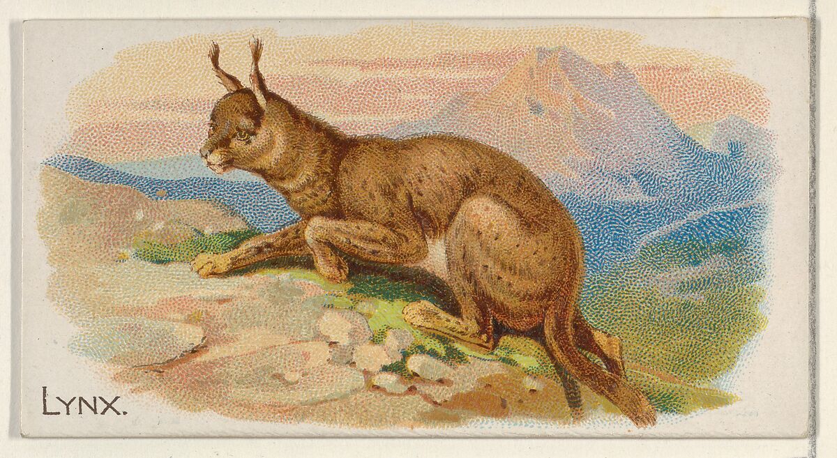 Lynx, from the Quadrupeds series (N21) for Allen & Ginter Cigarettes, Allen &amp; Ginter (American, Richmond, Virginia), Commercial color lithograph 