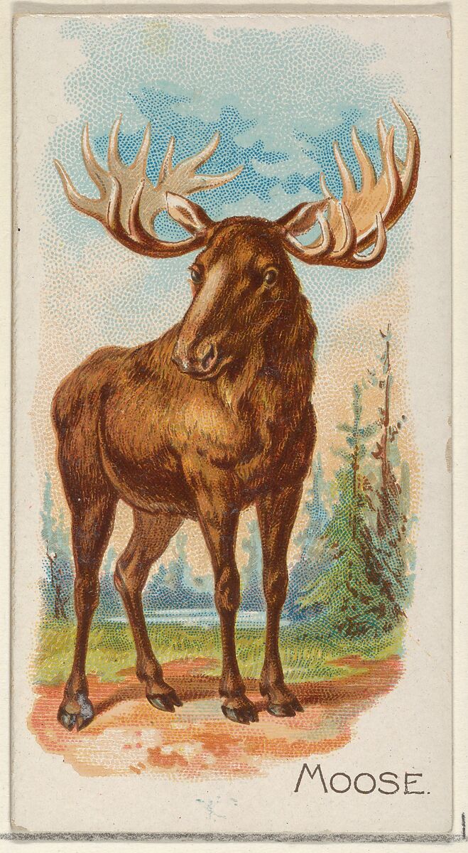 Moose, from the Quadrupeds series (N21) for Allen & Ginter Cigarettes, Allen &amp; Ginter (American, Richmond, Virginia), Commercial color lithograph 