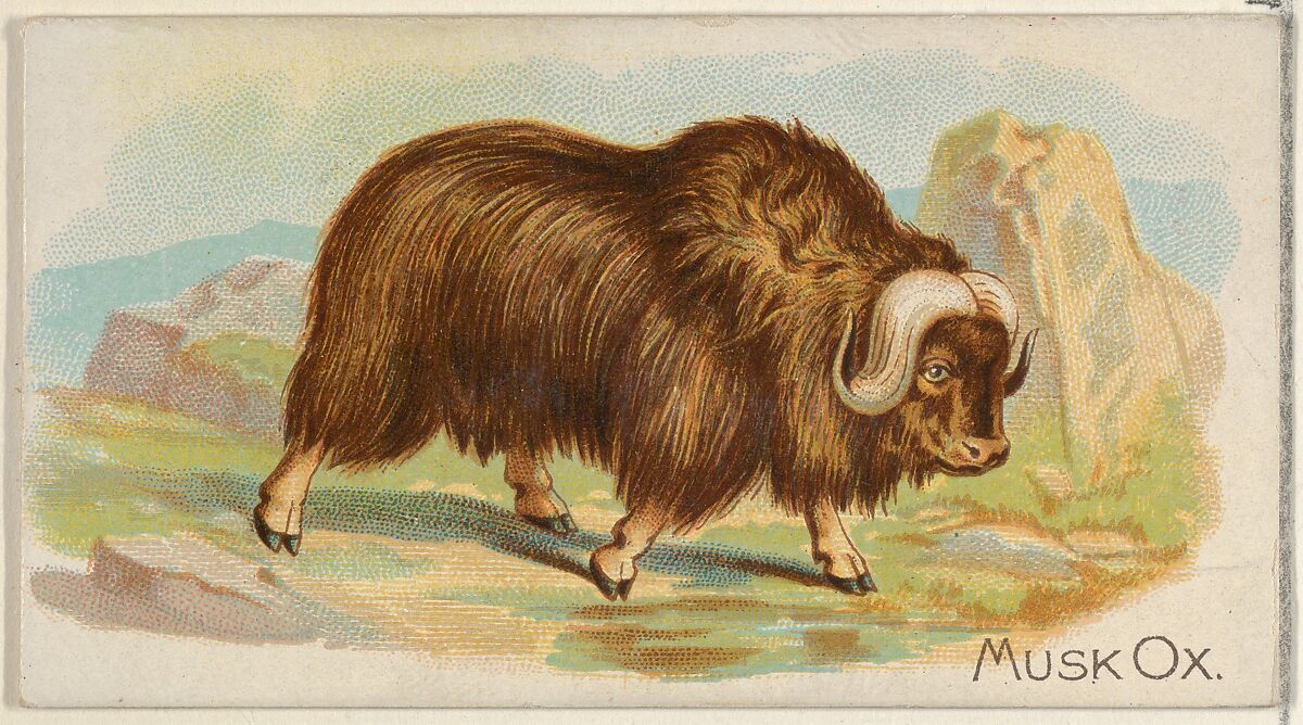 Musk Ox, from the Quadrupeds series (N21) for Allen & Ginter Cigarettes, Allen &amp; Ginter (American, Richmond, Virginia), Commercial color lithograph 