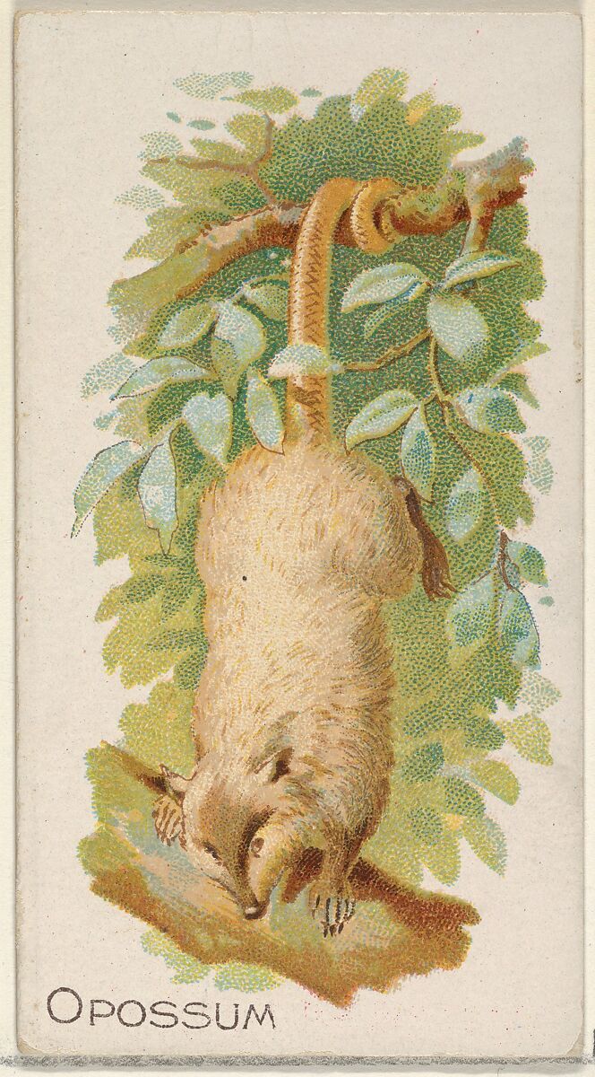 Opossum, from the Quadrupeds series (N21) for Allen & Ginter Cigarettes, Allen &amp; Ginter (American, Richmond, Virginia), Commercial color lithograph 