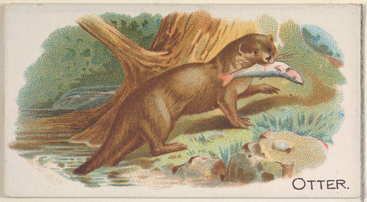 Otter, from the Quadrupeds series (N21) for Allen & Ginter Cigarettes, Allen &amp; Ginter (American, Richmond, Virginia), Commercial color lithograph 