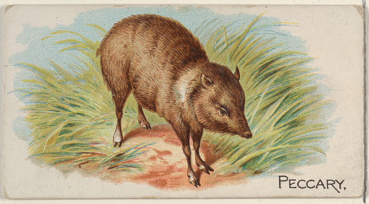 Peccary, from the Quadrupeds series (N21) for Allen & Ginter Cigarettes, Allen &amp; Ginter (American, Richmond, Virginia), Commercial color lithograph 