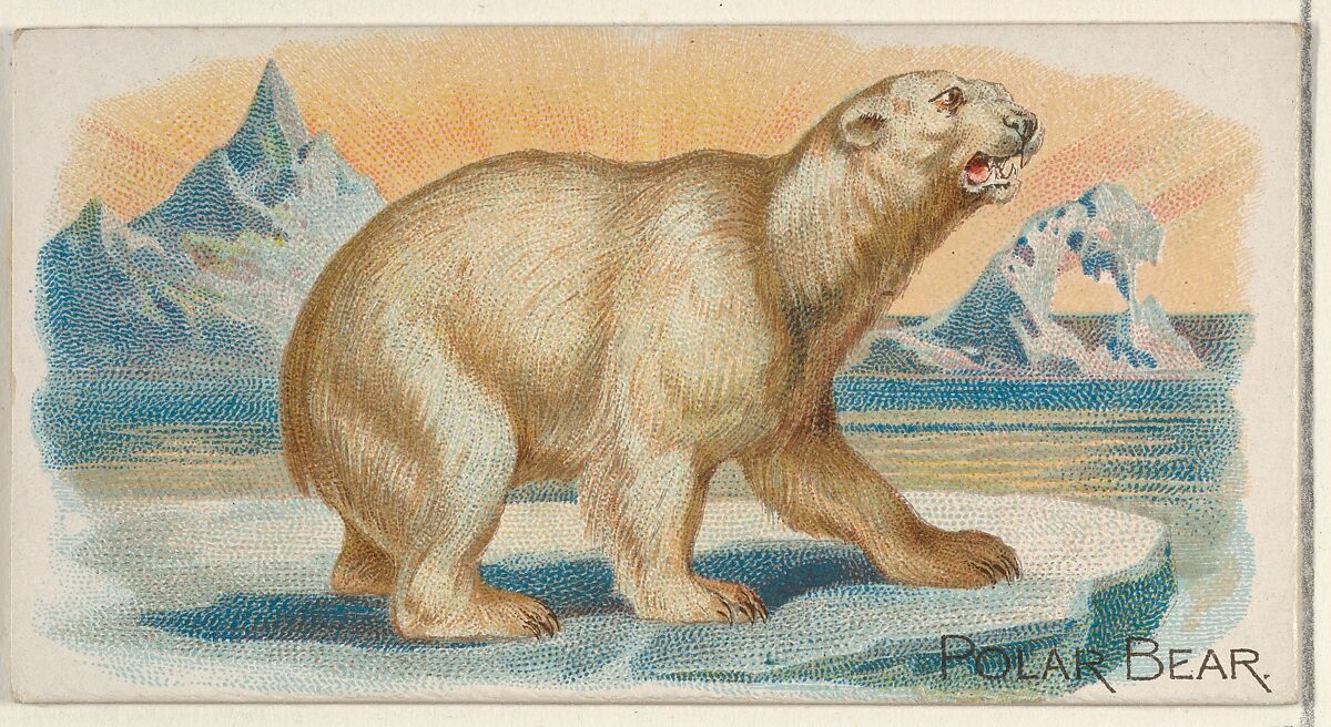 Polar Bear, from the Quadrupeds series (N21) for Allen & Ginter Cigarettes, Allen &amp; Ginter (American, Richmond, Virginia), Commercial color lithograph 