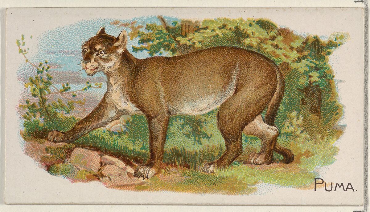 Puma, from the Quadrupeds series (N21) for Allen & Ginter Cigarettes, Allen &amp; Ginter (American, Richmond, Virginia), Commercial color lithograph 