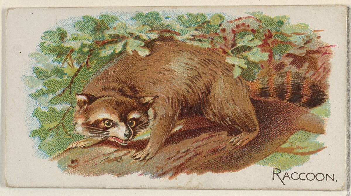 Raccoon, from the Quadrupeds series (N21) for Allen & Ginter Cigarettes, Allen &amp; Ginter (American, Richmond, Virginia), Commercial color lithograph 