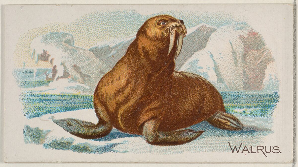 Walrus, from the Quadrupeds series (N21) for Allen & Ginter Cigarettes, Allen &amp; Ginter (American, Richmond, Virginia), Commercial color lithograph 
