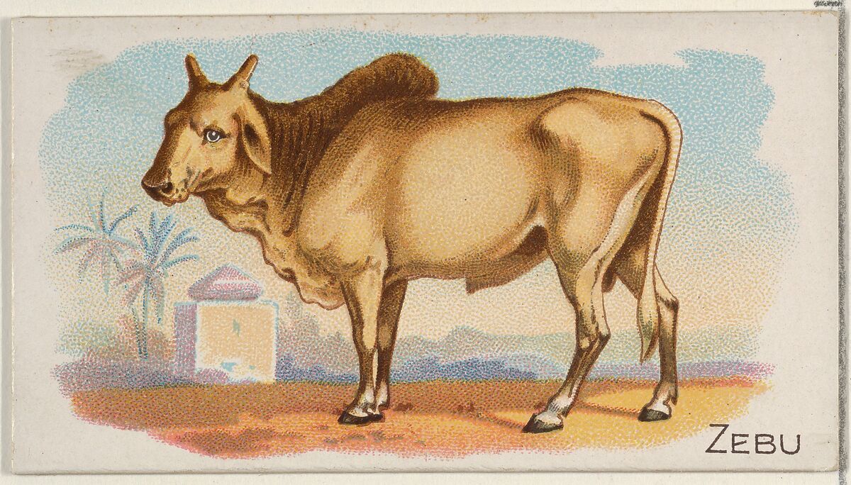 Zebu, from the Quadrupeds series (N21) for Allen & Ginter Cigarettes, Allen &amp; Ginter (American, Richmond, Virginia), Commercial color lithograph 