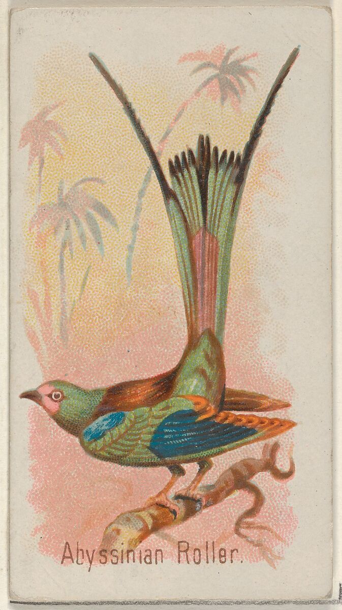 Abyssinian Roller, from the Song Birds of the World series (N23) for Allen & Ginter Cigarettes, Allen &amp; Ginter (American, Richmond, Virginia), Commercial color lithograph 