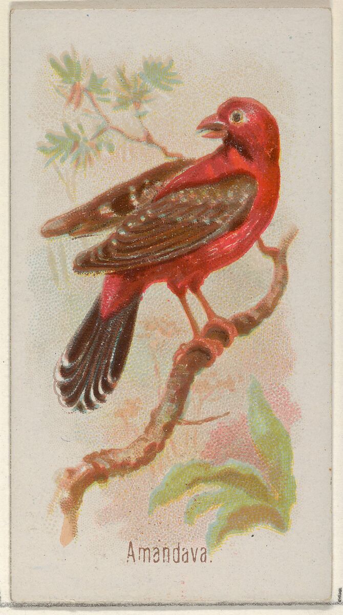 Amandava, from the Song Birds of the World series (N23) for Allen & Ginter Cigarettes, Allen &amp; Ginter (American, Richmond, Virginia), Commercial color lithograph 