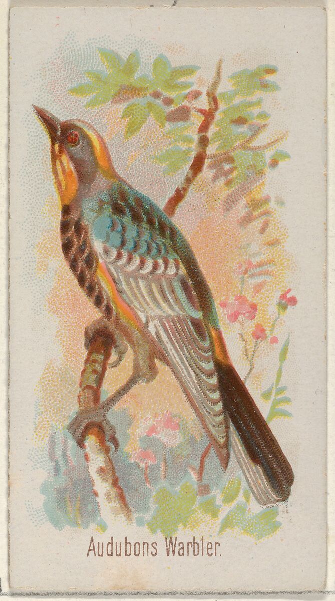 Audobons Warbler, from the Song Birds of the World series (N23) for Allen & Ginter Cigarettes, Allen &amp; Ginter (American, Richmond, Virginia), Commercial color lithograph 