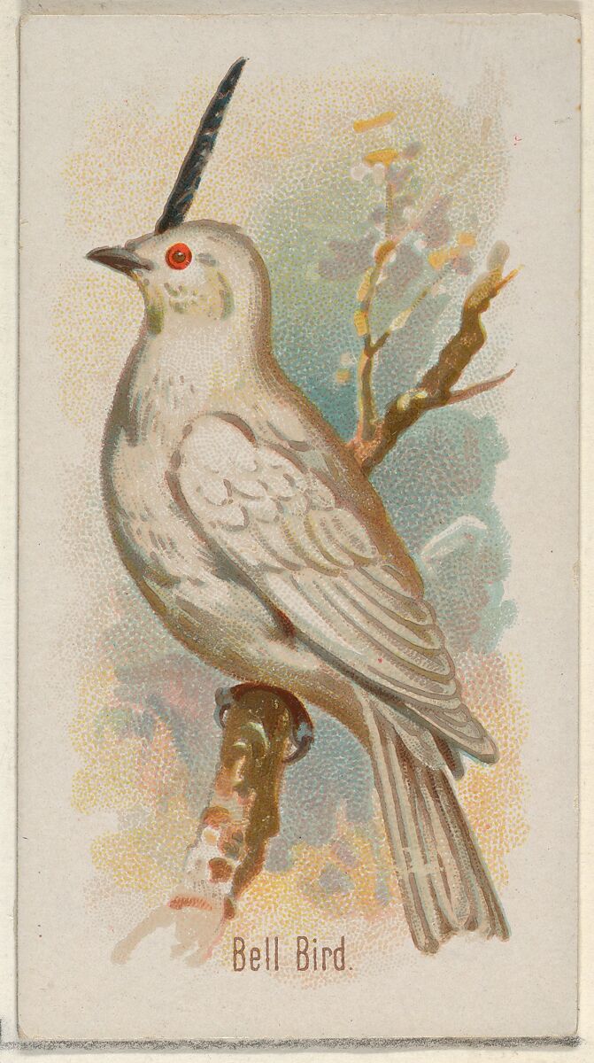 Bell Bird, from the Song Birds of the World series (N23) for Allen & Ginter Cigarettes, Allen &amp; Ginter (American, Richmond, Virginia), Commercial color lithograph 