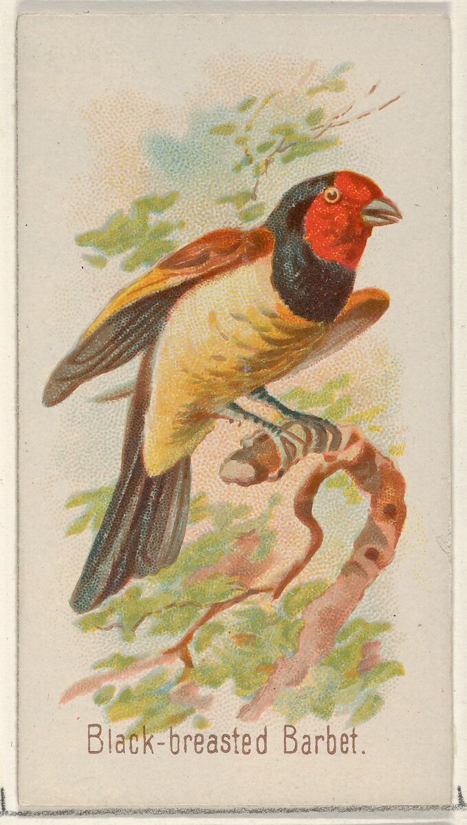 Black-breasted Barbet, from the Song Birds of the World series (N23) for Allen & Ginter Cigarettes, Allen &amp; Ginter (American, Richmond, Virginia), Commercial color lithograph 