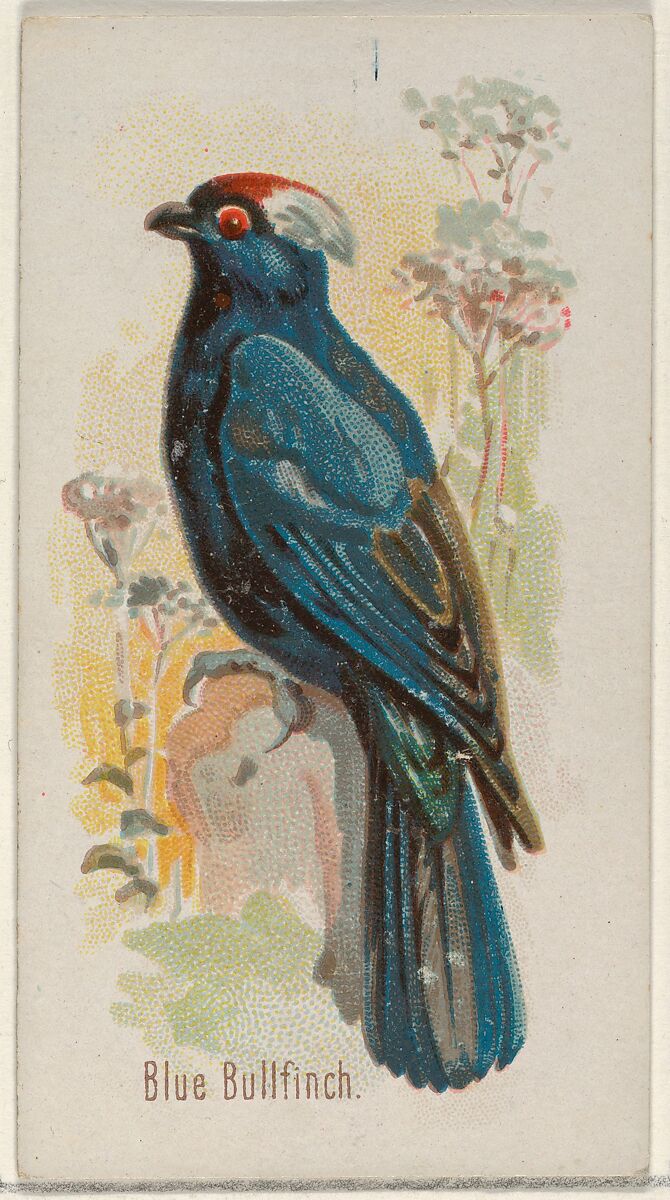 Blue Bullfinch, from the Song Birds of the World series (N23) for Allen & Ginter Cigarettes, Allen &amp; Ginter (American, Richmond, Virginia), Commercial color lithograph 