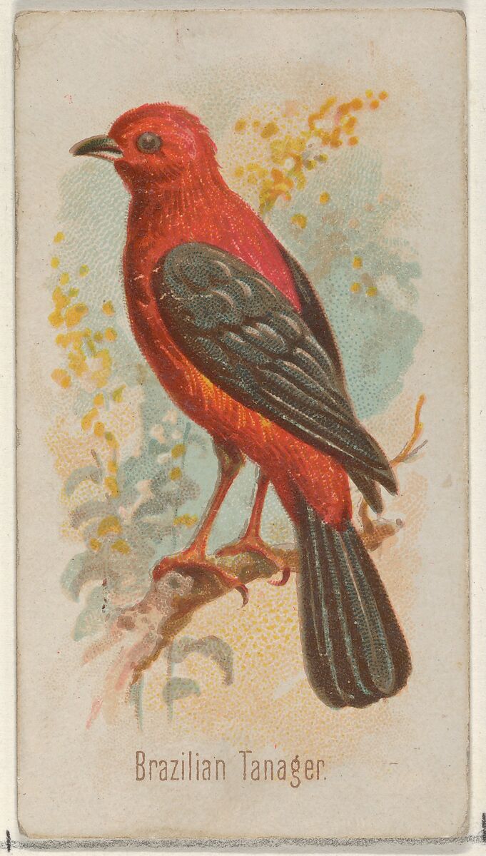 Brazilian Tanager, from the Song Birds of the World series (N23) for Allen & Ginter Cigarettes, Allen &amp; Ginter (American, Richmond, Virginia), Commercial color lithograph 