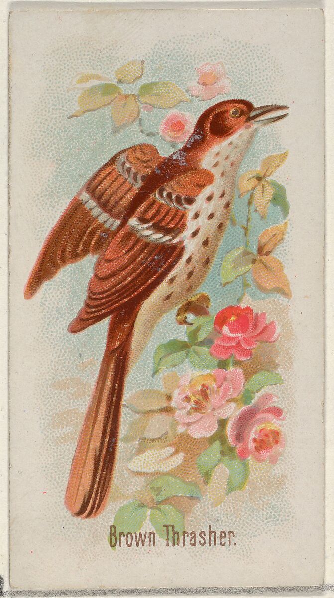 Brown Thrasher, from the Song Birds of the World series (N23) for Allen & Ginter Cigarettes, Allen &amp; Ginter (American, Richmond, Virginia), Commercial color lithograph 