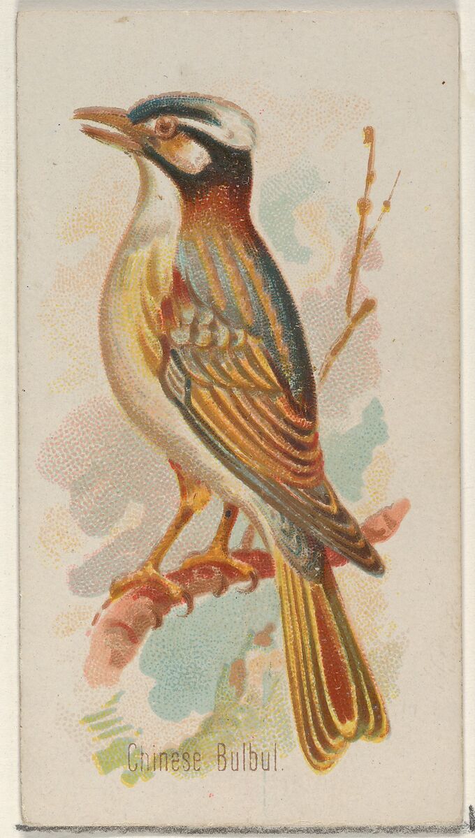 Chinese Bulbul, from the Song Birds of the World series (N23) for Allen & Ginter Cigarettes, Allen &amp; Ginter (American, Richmond, Virginia), Commercial color lithograph 