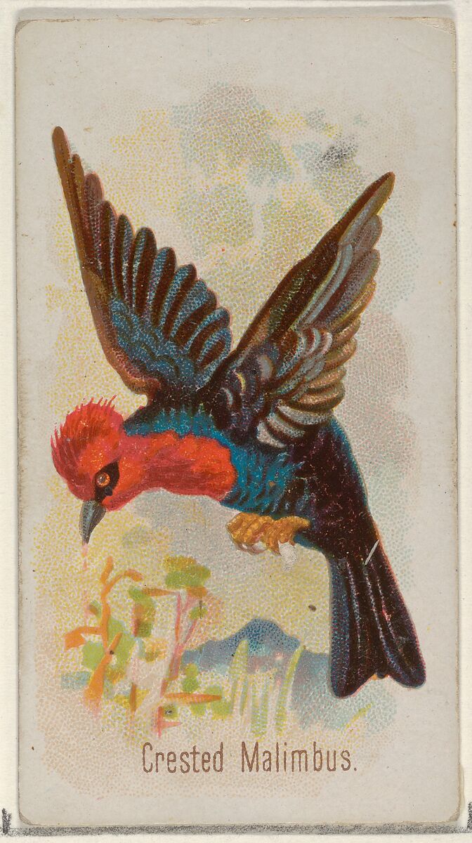 Crested Malimbus, from the Song Birds of the World series (N23) for Allen & Ginter Cigarettes, Allen &amp; Ginter (American, Richmond, Virginia), Commercial color lithograph 