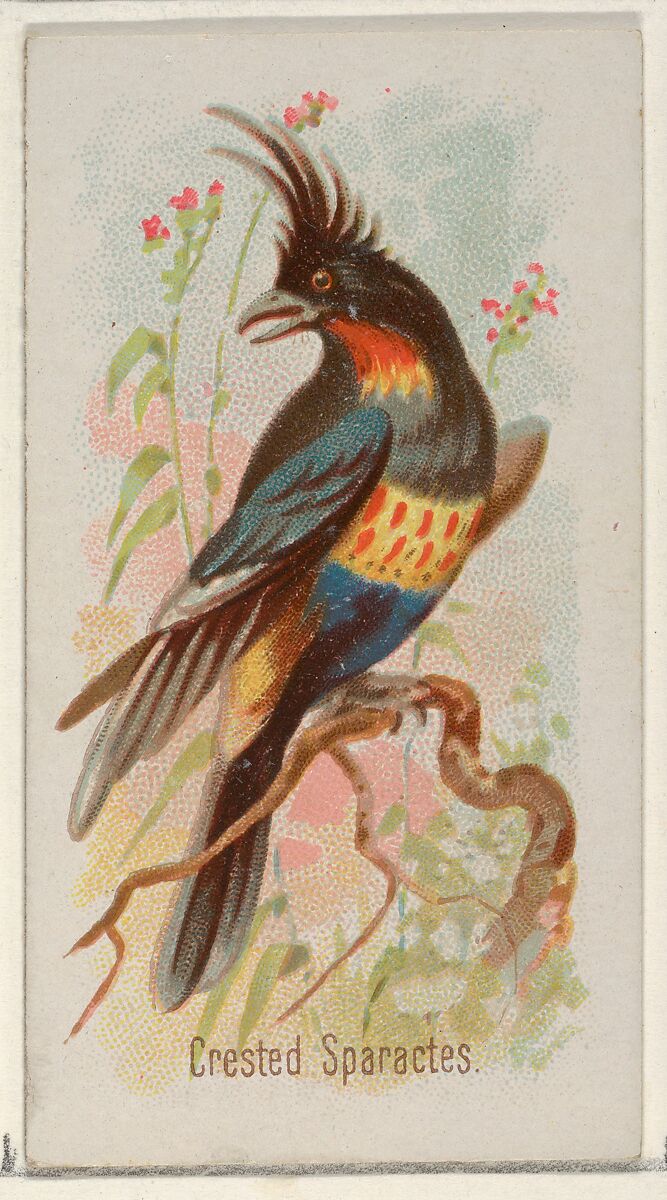 Crested Sparactes, from the Song Birds of the World series (N23) for Allen & Ginter Cigarettes, Allen &amp; Ginter (American, Richmond, Virginia), Commercial color lithograph 