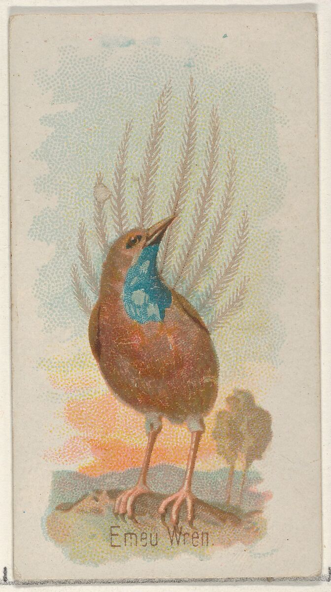 Emeu Wren, from the Song Birds of the World series (N23) for Allen & Ginter Cigarettes, Allen &amp; Ginter (American, Richmond, Virginia), Commercial color lithograph 