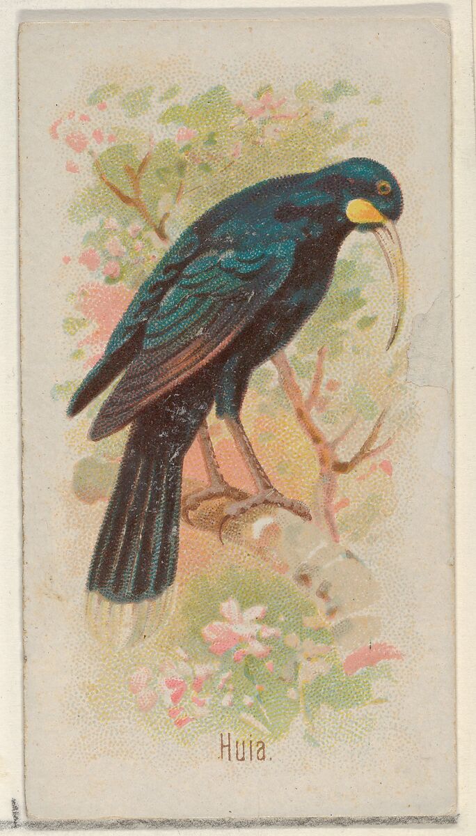 Huia, from the Song Birds of the World series (N23) for Allen & Ginter Cigarettes, Allen &amp; Ginter (American, Richmond, Virginia), Commercial color lithograph 