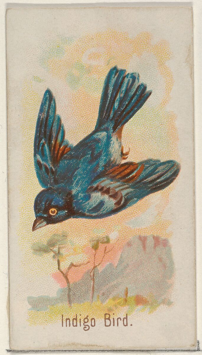 Indigo Bird, from the Song Birds of the World series (N23) for Allen & Ginter Cigarettes, Allen &amp; Ginter (American, Richmond, Virginia), Commercial color lithograph 