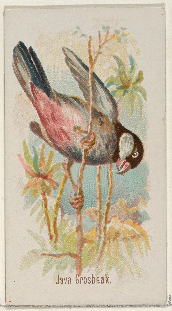 Java Grosbeak, from the Song Birds of the World series (N23) for Allen & Ginter Cigarettes, Allen &amp; Ginter (American, Richmond, Virginia), Commercial color lithograph 