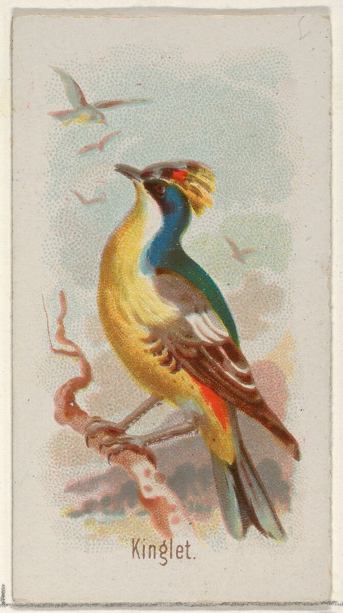 Kinglet, from the Song Birds of the World series (N23) for Allen & Ginter Cigarettes, Allen &amp; Ginter (American, Richmond, Virginia), Commercial color lithograph 