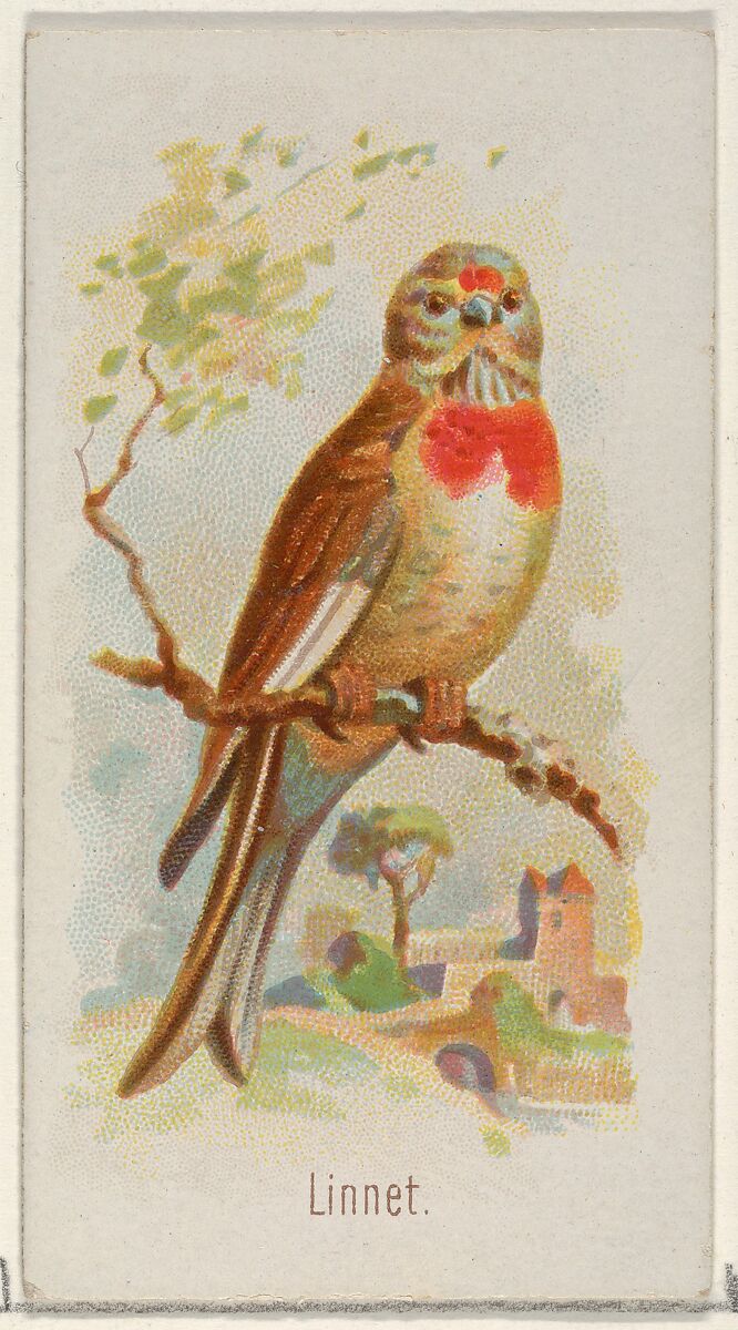 Linnet, from the Song Birds of the World series (N23) for Allen & Ginter Cigarettes, Allen &amp; Ginter (American, Richmond, Virginia), Commercial color lithograph 